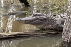 New Orleans Legendary Walking Tours