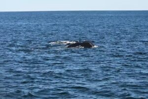 Newburyport Whale Watch