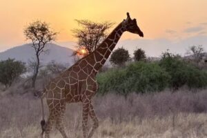 Next Adventure, Inc.