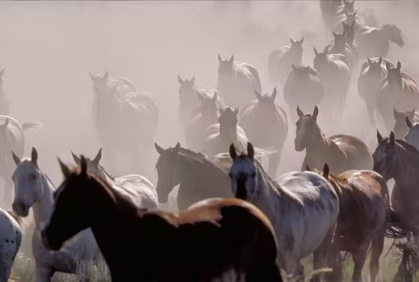 Nine Quarter Circle Ranch