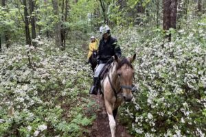 Nittany Mountain Trail Rides