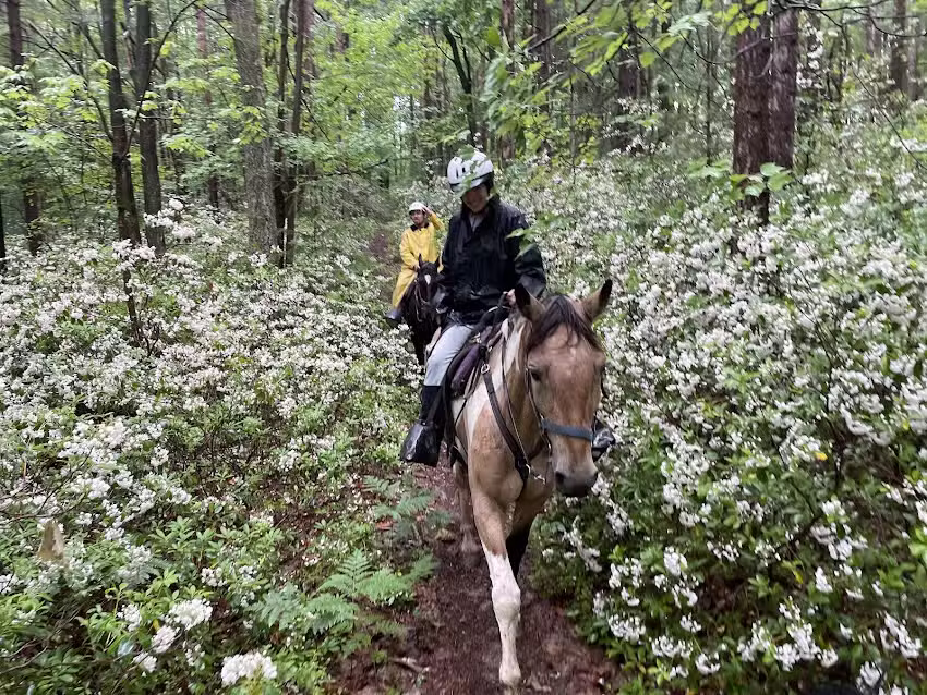 Nittany Mountain Trail Rides