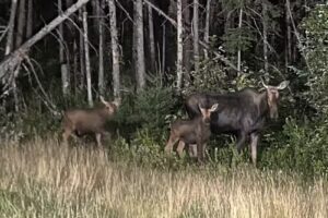 North Conway Moose Safari Moose Tour