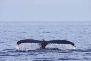 North Pacific Adventure