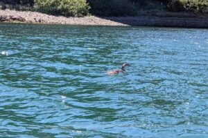 Noyo Harbor Tours with Captain Dan