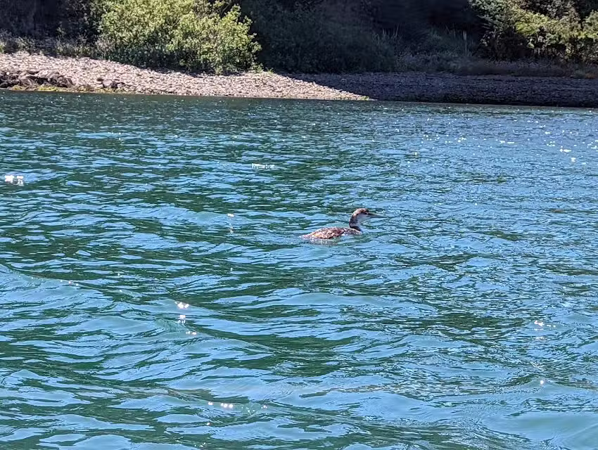 Noyo Harbor Tours with Captain Dan