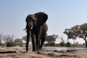 Ntaba African Safaris