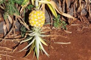 Oahu Circle Island Snorkel Tour