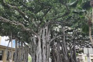 Oahu Private Tours – Personalized Hawaii Tours