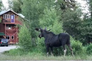 Obsidian Expeditions