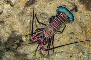 Ocean Addict Shark Excursions LLC