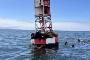 Oceanic Expeditions Whale Watch