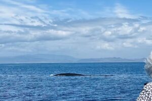 Oceanside Adventures