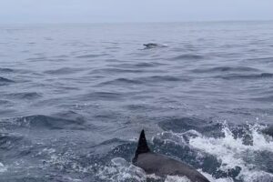 Oceanside Coastal Expeditions