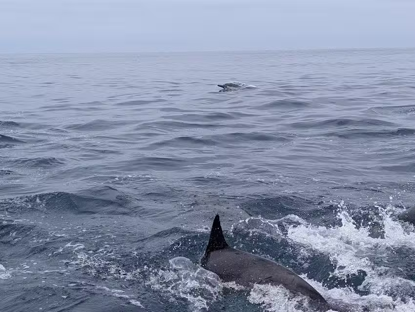 Oceanside Coastal Expeditions