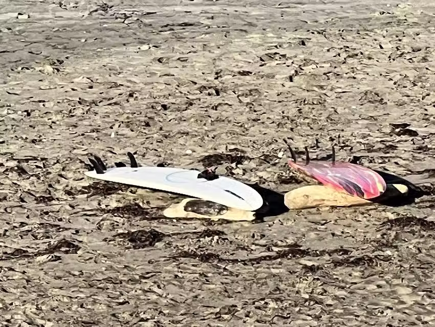 Ohana House Westport