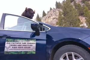 Old Faithful And Friends Tours-Taxi-Shuttle