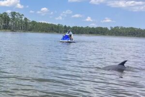 Orange Beach Private Family Dolphin Tours & Boating Safaris