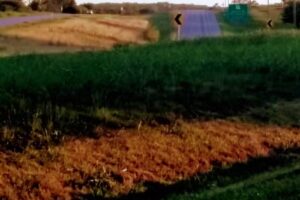 Osage Oaks Carriage Tours