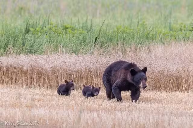 Outer Banks Kayak Adventures