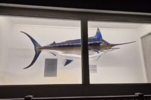 Outer Banks Visitors Bureau/Kitty Hawk