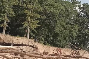 Owl Little Lake House