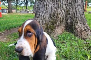 Ozark Heritage Welcome Center