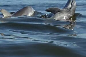 Ozello Boats – Airboat Tours