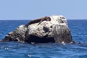 Pacific Offshore Expeditions