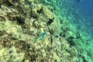 Pacific Whale Foundation