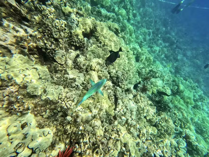 Pacific Whale Foundation