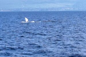 PacWhale Eco-Adventures