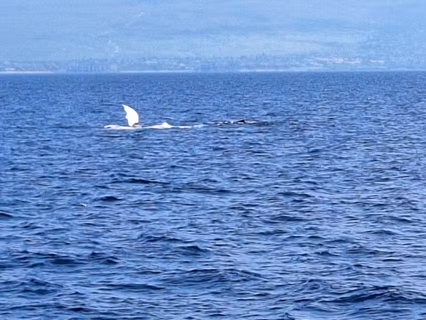 PacWhale Eco-Adventures