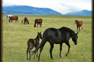 Paintbrush Adventures