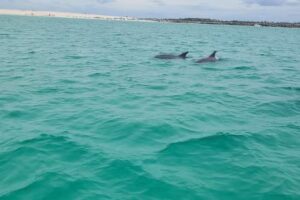 Panama City Beach Dolphin Tours & More