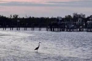 Passage Key Dolphin Tours