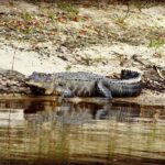 Peace River Airboat Tours & Charters