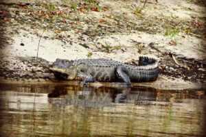 Peace River Airboat Tours & Charters