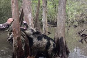 Pearl River Swamp Tours