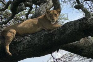 Pearson’s Travel World