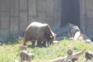 Pine Mountain Outfitters