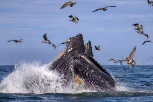 Pismo Beach Whale Watching