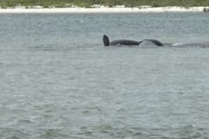 Ponce Inlet Watersports – Manatee & Dolphin Boat Tours