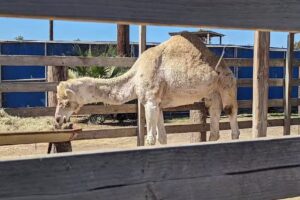 Pony Land: Pony Rides & Petting Zoo