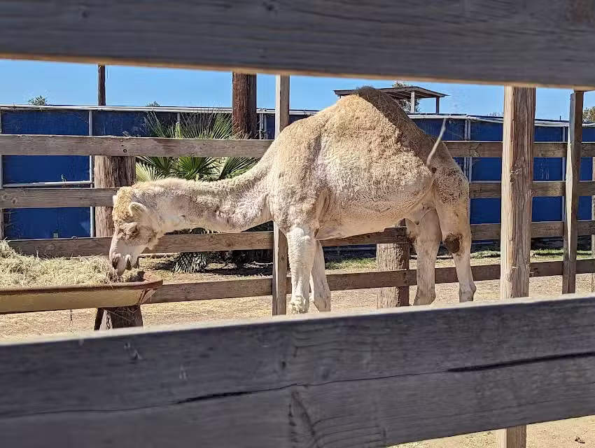 Pony Land: Pony Rides & Petting Zoo