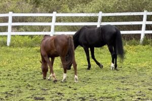 Pony Pals Riding Academy