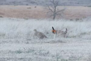 Prairie Chicken Dance Tours