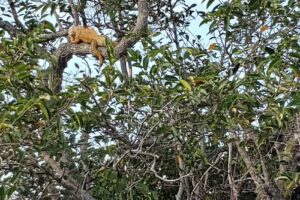 Private Airboat Tours