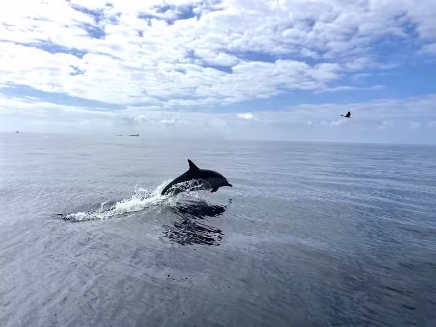 Private Charters: Dana Point Dolphin and Whale Watching