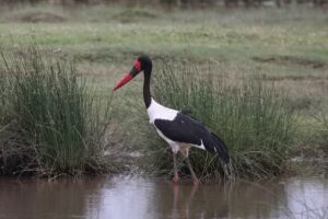 Proud African Safaris